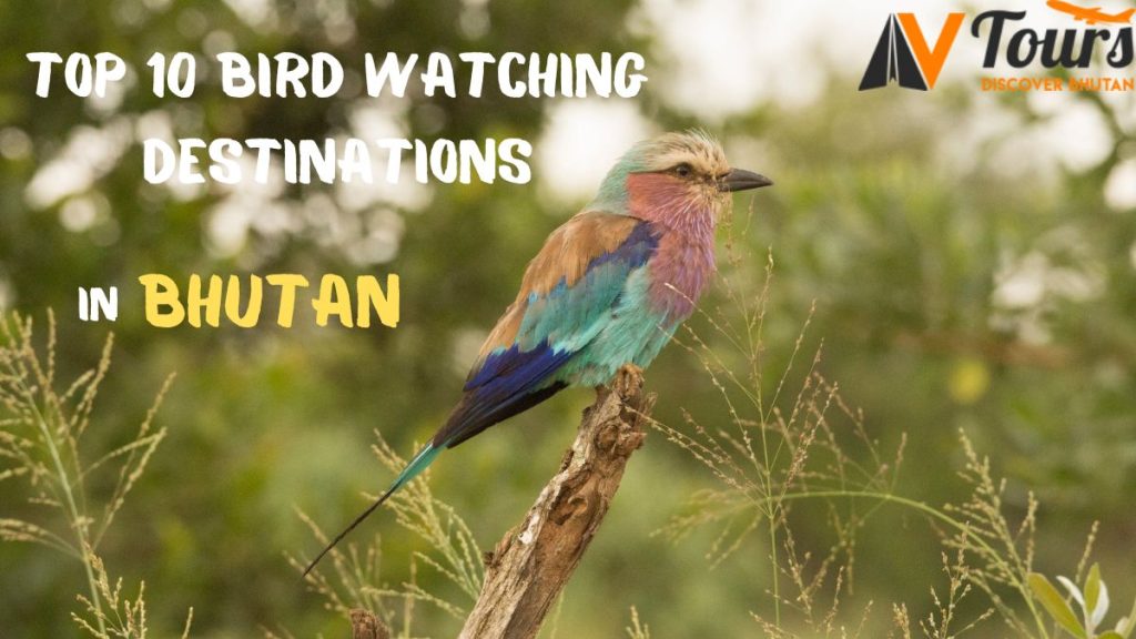 Top 10 Bird Watching Destinations in Bhutan